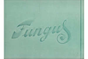 Fungus   Fungus 543e3536772f3